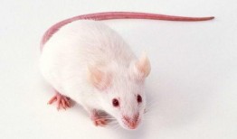 娱乐大爆料小白鼠,揭秘小白鼠背后的惊人故事